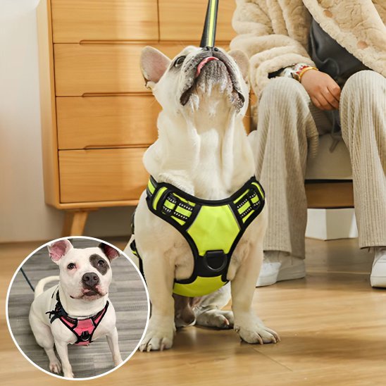 Harnais pour chien | Confort Sécurisé - Galaxie Des Chiens