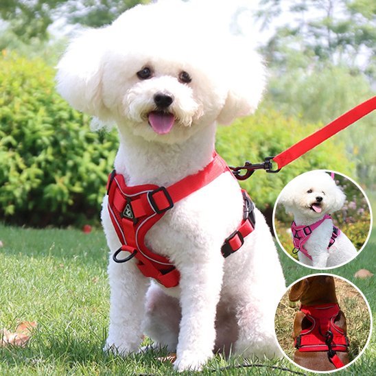 Harnais pour chien | Confort - Secure - Galaxie Des Chiens