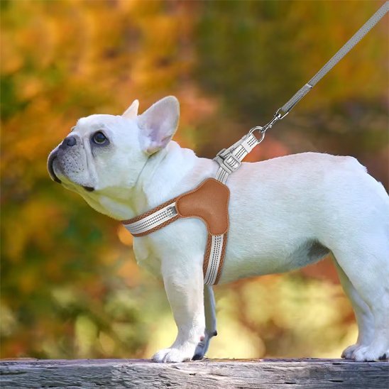 Harnais pour chien | Ajustable Confort - Galaxie Des Chiens