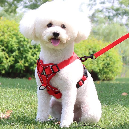 Harnais pour chien | Confort - Secure - Galaxie Des Chiens