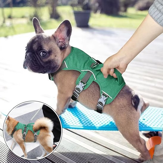 Harnais pour chien | Confort Sécurisé - Galaxie Des Chiens