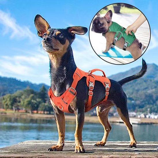 Harnais pour chien | Confort Sécurisé - Galaxie Des Chiens