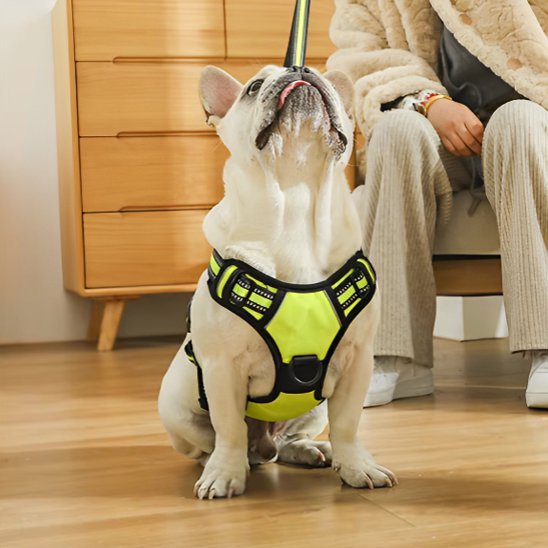 Harnais pour chien | Confort Sécurisé - Galaxie Des Chiens