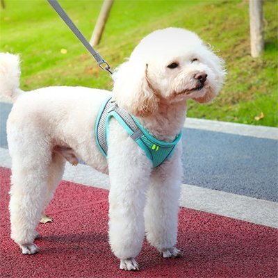 Harnais pour petit Chien | Confort Sécurité - Galaxie Des Chiens