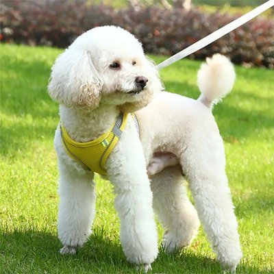 Harnais pour petit Chien | Confort Sécurité - Galaxie Des Chiens