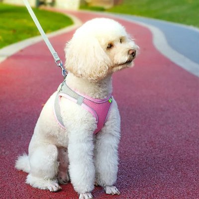 Harnais pour petit Chien | Confort Sécurité - Galaxie Des Chiens