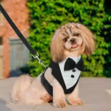 Harnais pour chien smoking noir et blanc, nœud papillon noir élégant--  porté- mettant en évidence  la grande qualité du harnais | Comfort  Pro