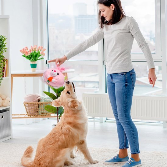Jouets chien | Interactive Durable - Galaxie Des Chiens