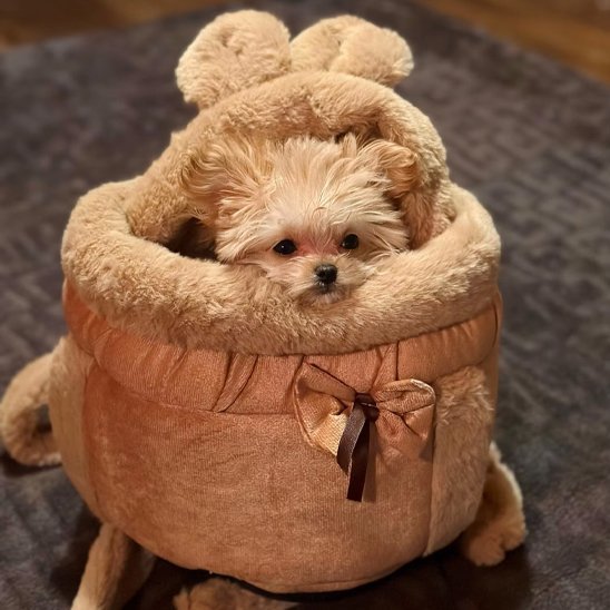 Sac de transport chien | Confort et Sécurité - Galaxie Des Chiens